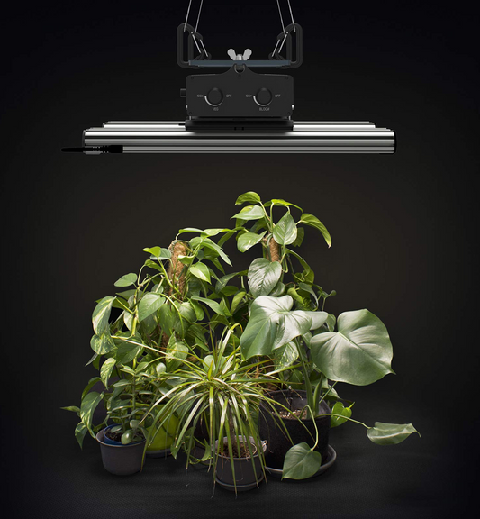 simple grow